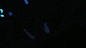 Scarlett johnson explores blacklight fetish sex in pov part 4