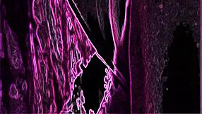 Friends licking shaved pussies in yoga