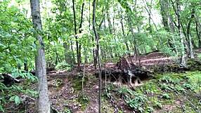 Two Deer Watch Me Masturbate Naked Outdoors, Flashing Cock And Reaching Orgasm!