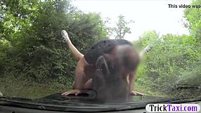 Hot amateur passenger screams as fake driver pounds her ass!