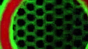 Vicky Vette shares her lover's cock with Reagan Lush