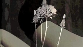 Vintage interracial lesbians with hairy pussies in secret life.