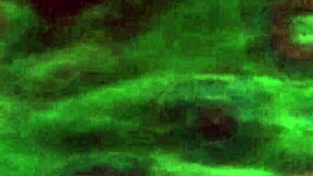 Ebony amateur gives amazing blowjob at home