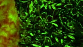 big juicy milf ass fucked by younger guy in pov.