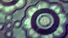 Trai police thủ d�m