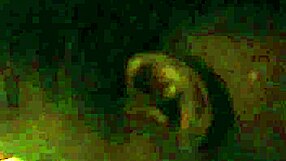 Sucking on this monster BBC cock deepthroat