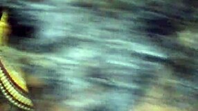 Dee and Msjay Share Intimate Orgasm with Big Cock.