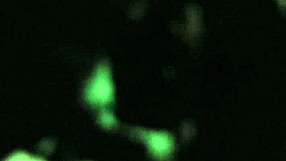 tacoandstrwbrrys rough homemade adventure with strwbrry and lul steppa