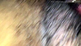 European Brazilian in Florida