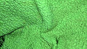 hey, wanna play this masturbation game with me? she asks her stepmom