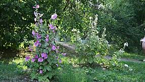 i’m obsessed with suzanna a stripping outdoors