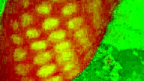 Angelg and kuzz celebrate halloween in this special part 2 with costumes and fun