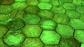 Naked Astarion gay sex in Baldur's Gate 3