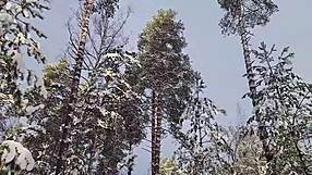 Big ass creampie in deep woods taxi