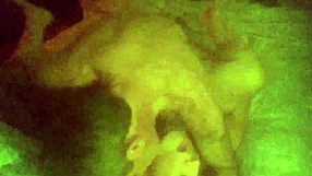 Mature BBW Amateur Performs Homemade Blowjob and Fucking with Squirting