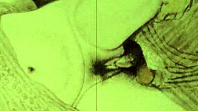 ヴィンテージエロティックドローイングがレトロアニメスタイルを展示