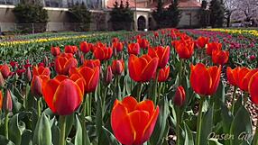 Sakura enjoys hot springs with nacchi babe