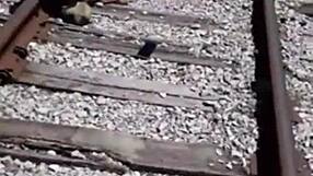 Hai visto la spogliarellista che si prende la golden shower?