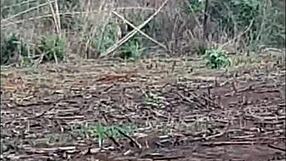 feeling the intense pleasure as she gets fucked in the sugarcane field