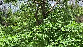 Blonde uses sex toy on ass while watching husband fuck stepdaughter