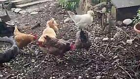 stepdad craves filling step daughters pussies