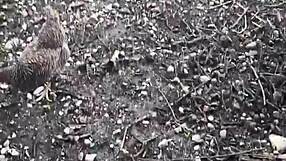 stepdad craves filling step daughters pussies