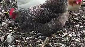 stepdad craves filling step daughters pussies