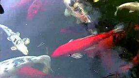 True college girls in volume 8 scene 1 engage in fun activities