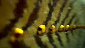 Beautiful Big Ass Anal Photoshoot In Lingerie