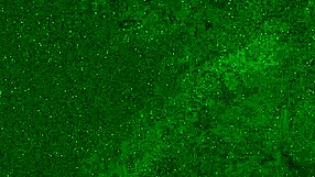 i'm a crazy 18 yo girl peeing in my wet panties on public beach then sunbathing