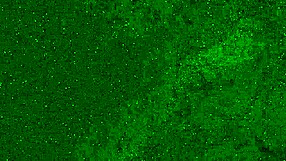 i'm a crazy 18 yo girl peeing in my wet panties on public beach then sunbathing