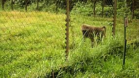 Wife's Adultery With Colleague In Africa