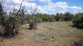 Savannah Vixen enjoys outdoor fun 😊