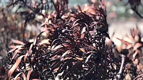 Dominatrix Mistress April punishes man with anal fucking