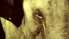 Dark lantern presents beauty and the beast