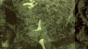 Dark lantern presents beauty and the beast