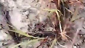 Female streamer seduces two old friends for anal threesome in stockings