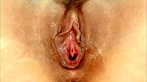 bearded clam tram 2 2