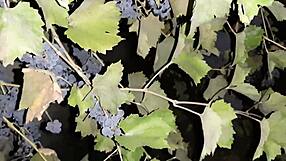 Neighbor Thanks Me With Cunnilingus For Grapes! Lesbian Illusion Girls