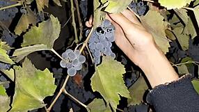 Neighbor Thanks Me With Cunnilingus For Grapes! Lesbian Illusion Girls