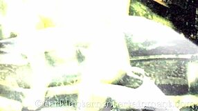 dark lantern entertainment presents volume one chapter five part three full movie my secret life the erotic confessions of a victorian english gentleman