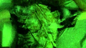 Whore Bred Without Protection