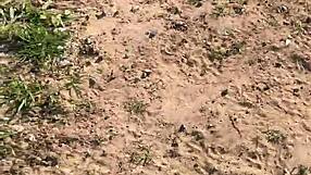 wanna watch this horny teen sneak off for raw bush fuck in the wild?