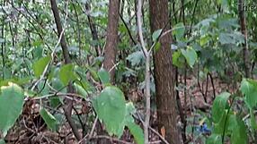 heart pounds during my risky forest masturbation thrill