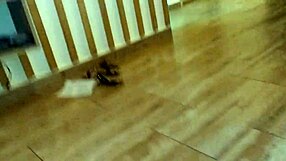 eye contact while i devour my wife's pussy then missionary thrust