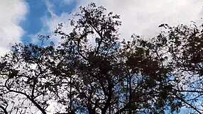 Brunette forester licks hairy pussy in forest hut