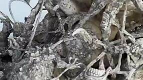 narrative journey to chiang rai's white temple unveils thailand's magical thai wonder