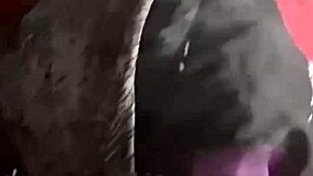 started sucking his huge bbc now he's pounding my ebony milf pussy raw