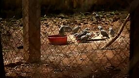 White Girl Caroline Sweets Stretched Wide by BBC in Raw Interracial Fuck