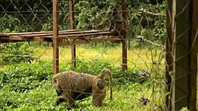 White Girl Caroline Sweets Stretched Wide by BBC in Raw Interracial Fuck